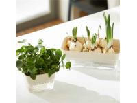 What are self-watering plant pots, and how do they work?