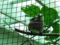 Why Chain Link Fencing is a Smart Choice for Your Property