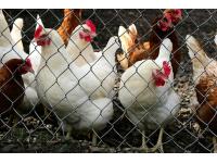 Chicken Wire Netting