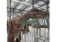 Dino Shows Realistic Velociraptor Costumes