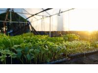 How to Plant Seeds in a Nursery Seed Tray