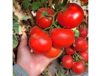7 Types of Tomatoes