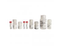 Mouse Genotyping Kit vs Gene Editing Kit: What’s the Difference and Which Do You Need?