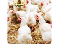 Step-by-Step Guide to Enzyme Application in Aquafeed