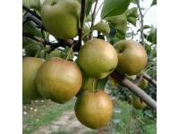 What Makes Ya Li Pear Ideal for High-End Supermarkets?