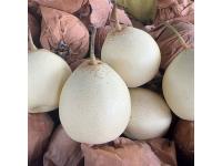 Ya Li Pear vs Snow Pear: Which Is Better for Your Market?