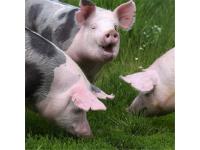 Enzymes vs. Chemical Catalysts: Which Is Better for Industry?