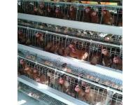 How do automatic chicken cages improve poultry farm efficiency?
