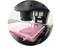 Peptide Library Screening: A 2026 Guide to High-Purity Discovery Platforms
