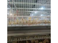 What is the lifespan of automatic chicken cage systems?